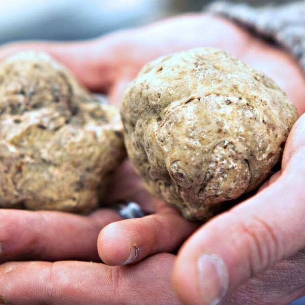 truffles hunting in Langhe